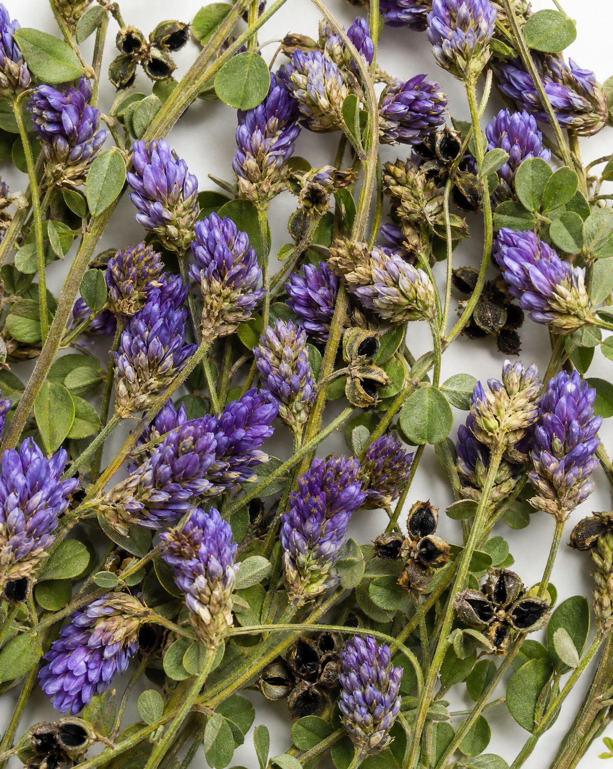 Natural Retinol Alternative Oil Serum
